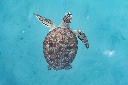 A turtle in the calm blue waters of the Caribbean Sea