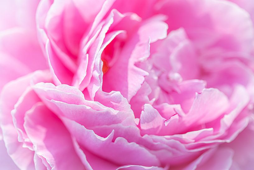 Pink peony by Laura Wubben