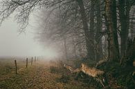 Paysage forestier brumeux avec des clôtures par Peter Bolman Aperçu