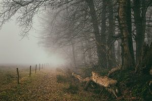 Misty forest landscape with fencing