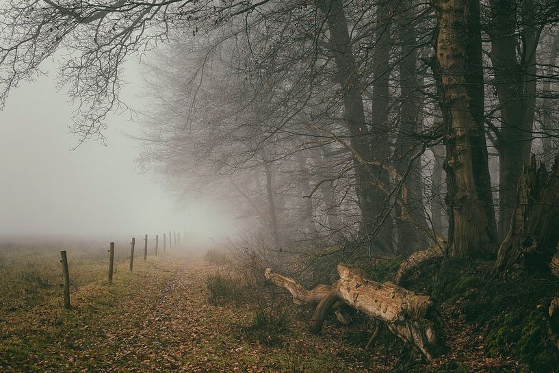 Paysage forestier brumeux avec des clôtures par Peter Bolman