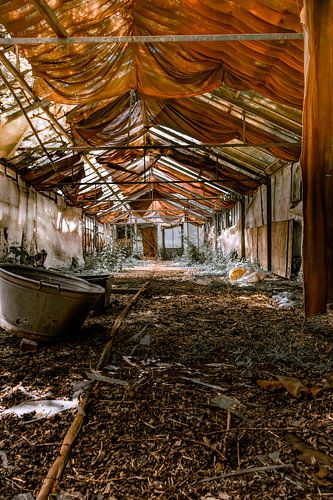 Abandoned Greenhouse