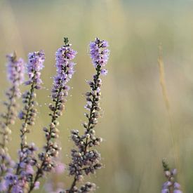 Bruyère dans la rosée du matin sur Jaap Kloppenburg