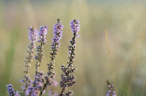 Bruyère dans la rosée du matin sur Jaap Kloppenburg