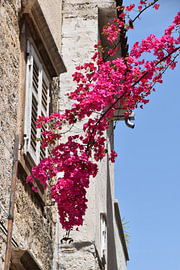 Bougainville in Trogir by Erik Buitenhuis