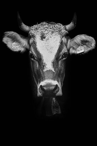 Klara – Portrait en noir et blanc d’une vache de l’Allgäu | Faces of Allgäu