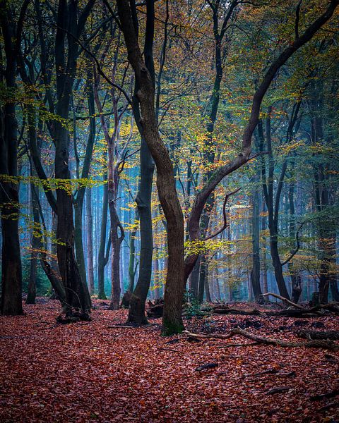 Speulderbos - 8 by Nuance Beeld