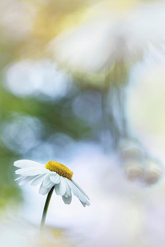 De schoonheid van een eenvoudige margriet