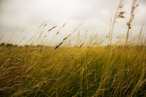 Zomer in het weiland