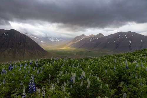 De kracht van Moeder Natuur