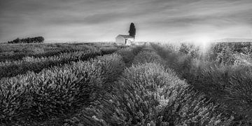 Lavendelveld in de Provence, Frankrijk. zwart-wit beeld. van Manfred Voss, Schwarz-weiss Fotografie