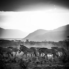 Kudde zebra's in zwart wit van Dave Oudshoorn