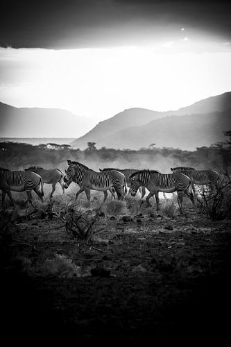 Zebraherde in schwarz-weiß