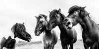 comedian horses