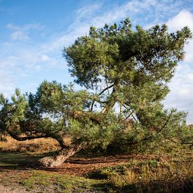 Groote Peel - 2 van Kimberly Linders