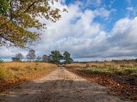 Weg op de Veluwe