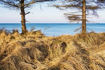 Strand an der Ostseeküste bei Graal Müritz von Rico Ködder