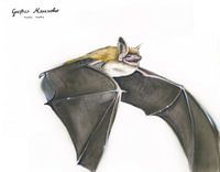 Flügel der Nacht – Das Große Mausohr (Myotis myotis)