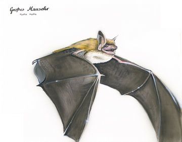 Flügel der Nacht – Das Große Mausohr (Myotis myotis)