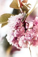 Blossom
