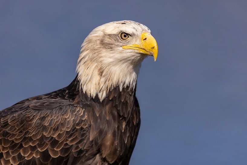 American bald eagle or Bald Eagle (Haliaeetus leucocephalus) by Gert Hilbink
