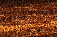 Fallen leaves by SusanneV thumbnail