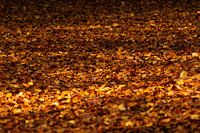 Feuilles tombées
