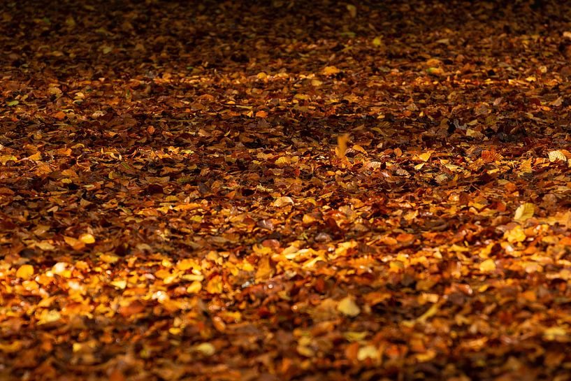 Fallen leaves by SusanneV