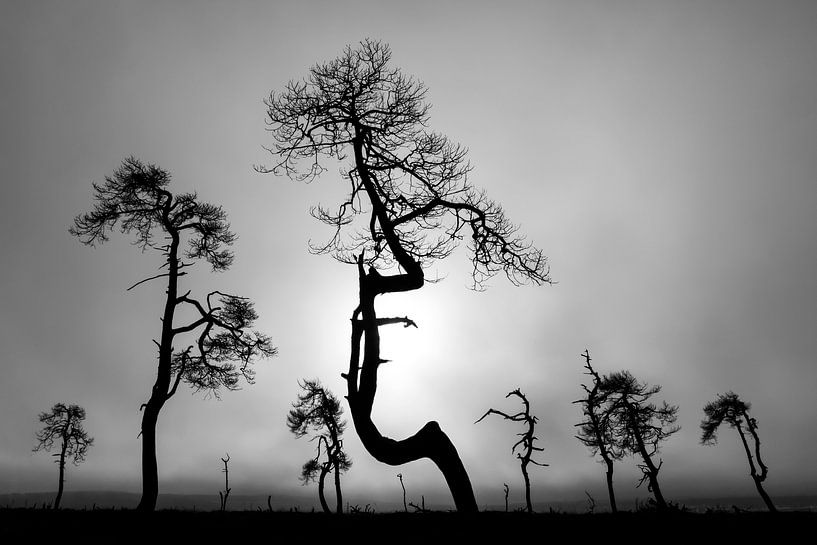 Hautes Fagnes par Antwan Janssen