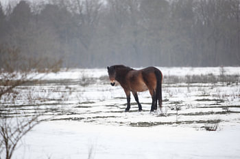 Exmoor pony