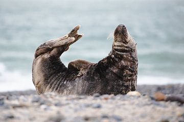 pose van de kegelrob van mirka koot