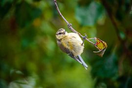 Blue tit hangs acrobatically on a branch by ManfredFotos