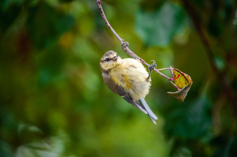 Mésange bleue acrobatiquement suspendue à une branche par ManfredFotos