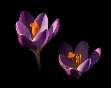 Crocuses in the light by Corinne Welp