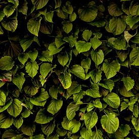 Hydrangea petiolaris sur Arc One