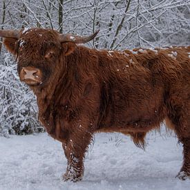 Schottischer Hochländer steht Modell... von Ans Bastiaanssen
