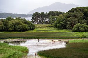 Hirsche in der wunderschönen Landschaft von Killarney, Irland von elma maaskant