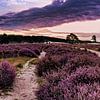 Paarse heide van Roy IJpelaar