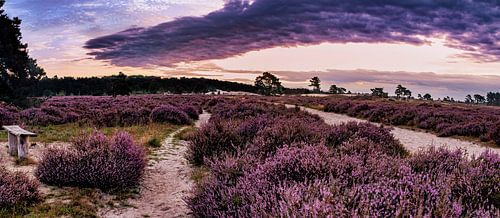Violettes Heidekraut