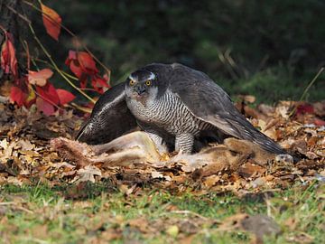 Finnish Goshawk by Loek Lobel