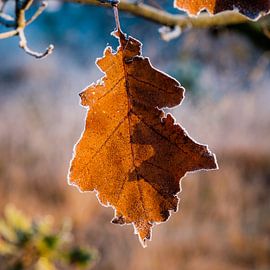 Clash of the seasons by Nevelhart Photography
