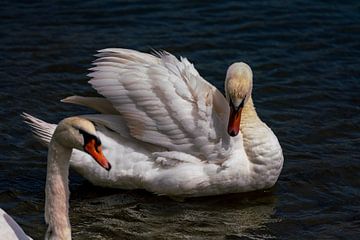 Elegant swan in all its glory