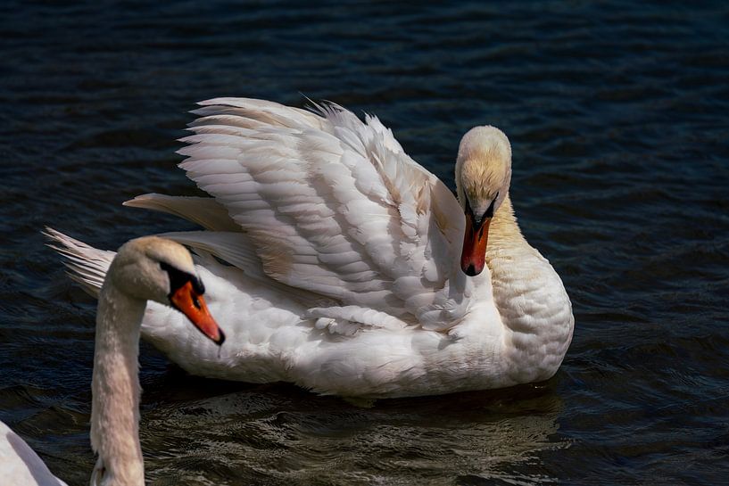 Elegant swan in all its glory by Alice Berkien-van Mil