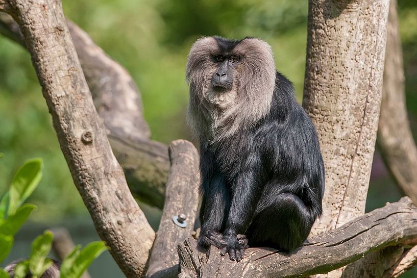 Liontail Macaque : Blijdorp Zoo by Loek Lobel