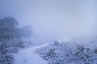 Winterlandschaft