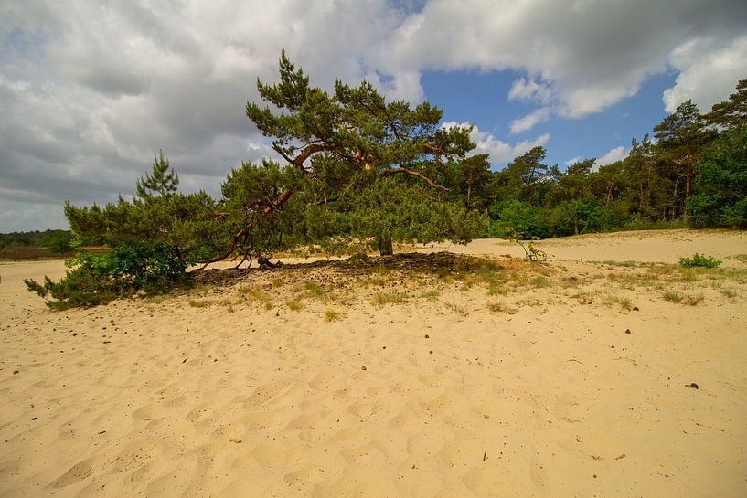 Groene boom in de zand duinen in Nationaal Park in Noord-Brabant van Marco Leeggangers