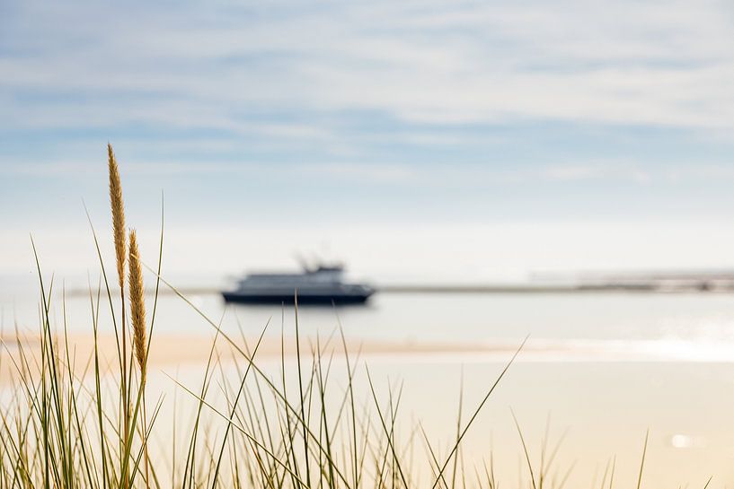 Helmet grass and Westerschelde Ferry by Percy's fotografie