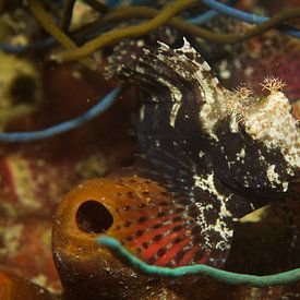 Zoek de frogfish by M&M Roding