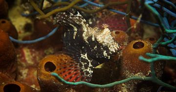 Zoek de frogfish