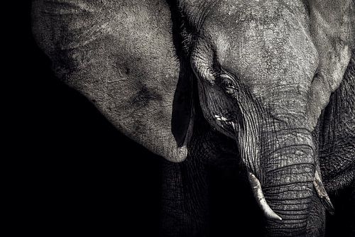 De matriarch van Piet Flour